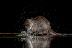 Dumfries and Galloway wildlife photo tour with guide Paul McDougall