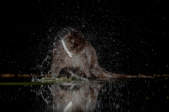 Dumfries and Galloway wildlife photo tour with guide Paul McDougall