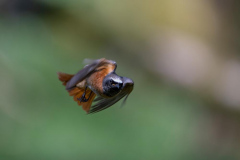 Dumfries and Galloway wildlife photo tour with guide Paul McDougall