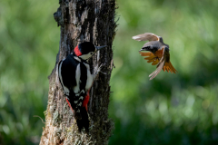 Dumfries and Galloway wildlife photo tour with guide Paul McDougall