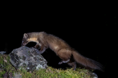 Dumfries and Galloway wildlife photo tour with guide Paul McDougall