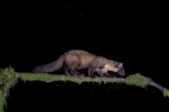 Dumfries and Galloway wildlife photo tour with guide Paul McDougall