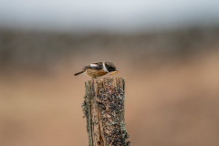 Dumfries and Galloway wildlife photo tour with guide Paul McDougall