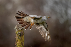 Dumfries and Galloway wildlife photo tour with guide Paul McDougall