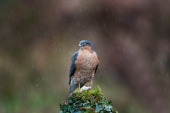 Dumfries and Galloway wildlife photo tour with guide Paul McDougall