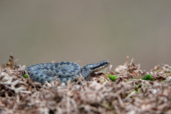 Dumfries and Galloway wildlife photo tour with guide Paul McDougall