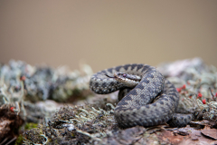 Dumfries and Galloway wildlife photo tour with guide Paul McDougall