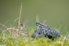Dumfries and Galloway wildlife photo tour with guide Paul McDougall