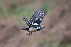 Dumfries and Galloway wildlife photo tour with guide Paul McDougall