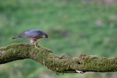 Dumfries and Galloway wildlife photo tour with guide Paul McDougall