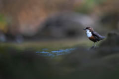Dumfries and Galloway wildlife photo tour with guide Paul McDougall