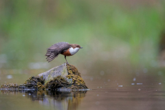 Dumfries and Galloway wildlife photo tour with guide Paul McDougall