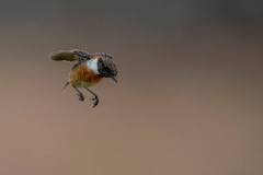 Dumfries and Galloway wildlife photo tour with guide Paul McDougall