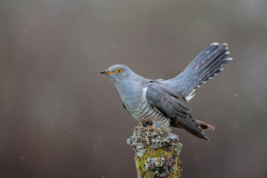 Dumfries and Galloway wildlife photo tour with guide Paul McDougall