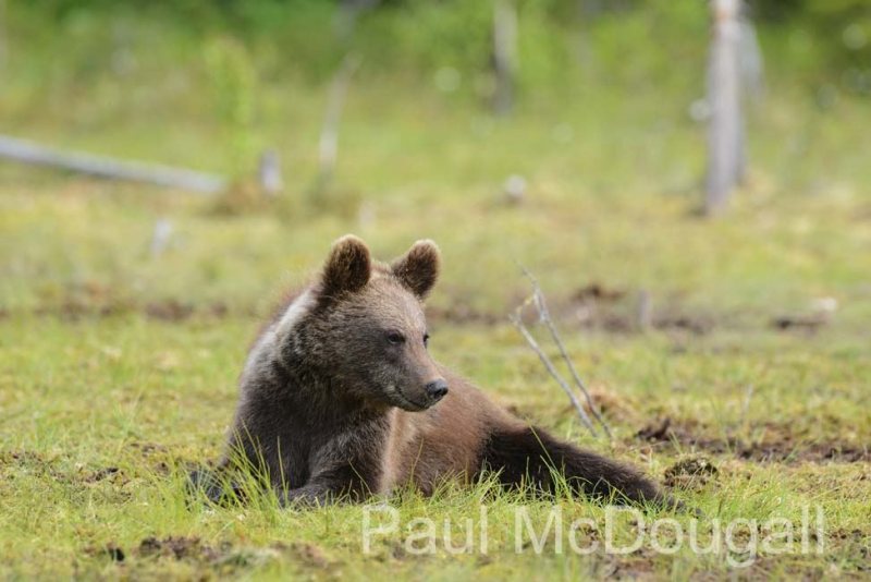 Finland Bears by Wildlife Photographer Paul McDougall