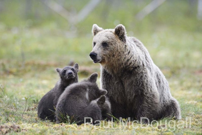 Finland Bears by Wildlife Photographer Paul McDougall