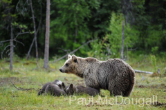 Finland Bears by Wildlife Photographer Paul McDougall