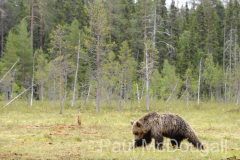 Finland Bears by Wildlife Photographer Paul McDougall