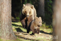 Finland Bears by Wildlife Photographer Paul McDougall