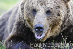 Finland Bears by Wildlife Photographer Paul McDougall