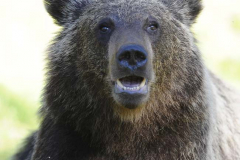 Finland Bears by Wildlife Photographer Paul McDougall