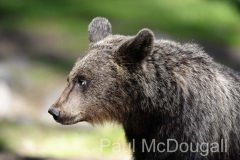 Finland Bears by Wildlife Photographer Paul McDougall