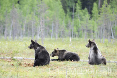 Finland Bears by Wildlife Photographer Paul McDougall