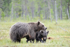 Finland Bears by Wildlife Photographer Paul McDougall