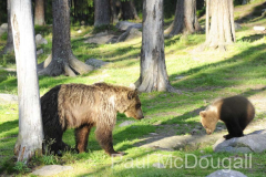 Finland Bears by Wildlife Photographer Paul McDougall