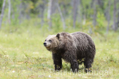 Finland Bears by Wildlife Photographer Paul McDougall