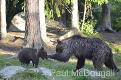 Finland Bears by Wildlife Photographer Paul McDougall