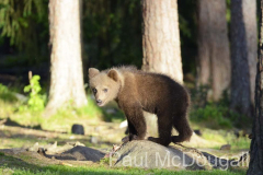 Finland Bears by Wildlife Photographer Paul McDougall