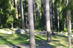 Finland Bears by Wildlife Photographer Paul McDougall