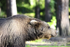 Finland Bears by Wildlife Photographer Paul McDougall
