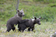 Finland Bears by Wildlife Photographer Paul McDougall
