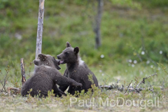 Finland Bears by Wildlife Photographer Paul McDougall