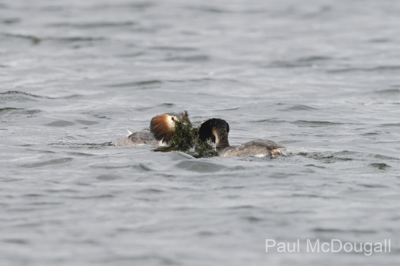 Wildlife Photography by Paul McDougall
