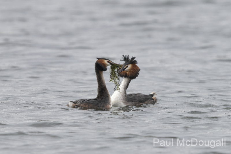 Wildlife Photography by Paul McDougall