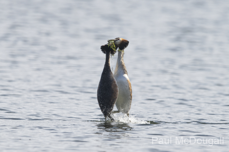 Wildlife Photography by Paul McDougall