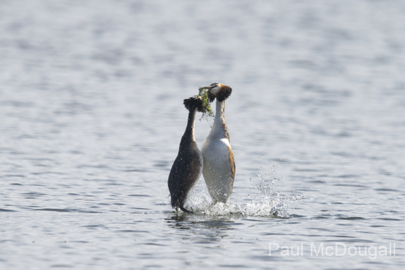 Wildlife Photography by Paul McDougall