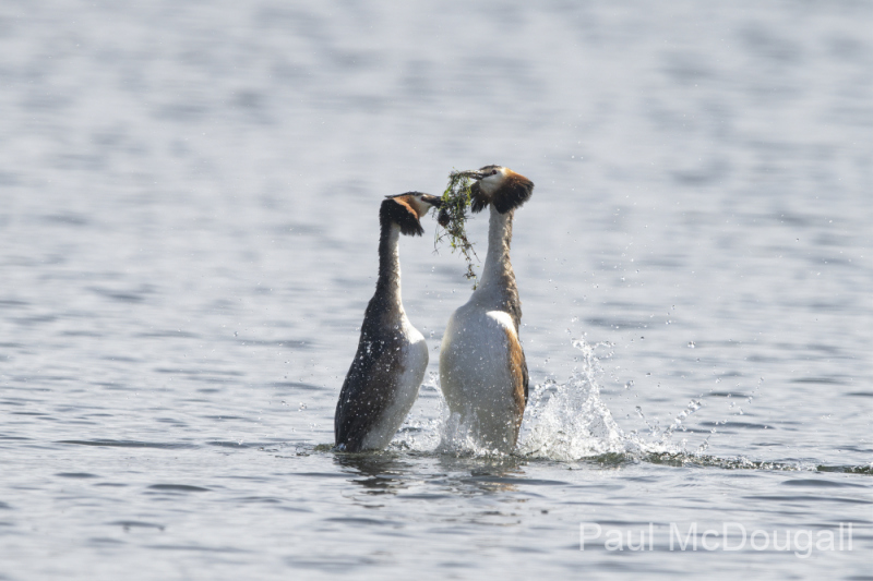 Wildlife Photography by Paul McDougall