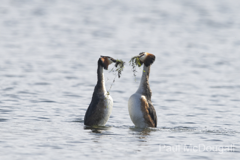 Wildlife Photography by Paul McDougall