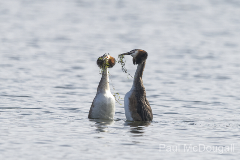 Wildlife Photography by Paul McDougall