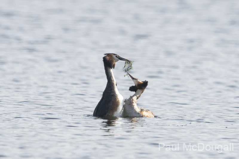 Wildlife Photography by Paul McDougall