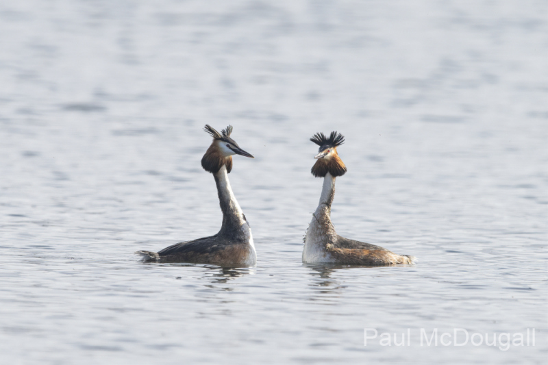 Wildlife Photography by Paul McDougall