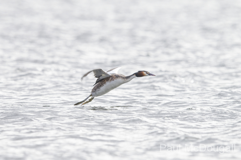 Wildlife Photography by Paul McDougall