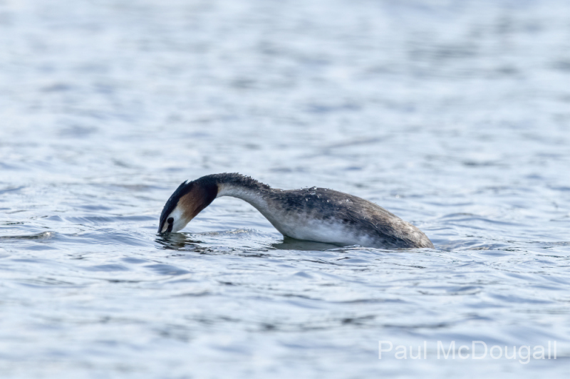 Wildlife Photography by Paul McDougall