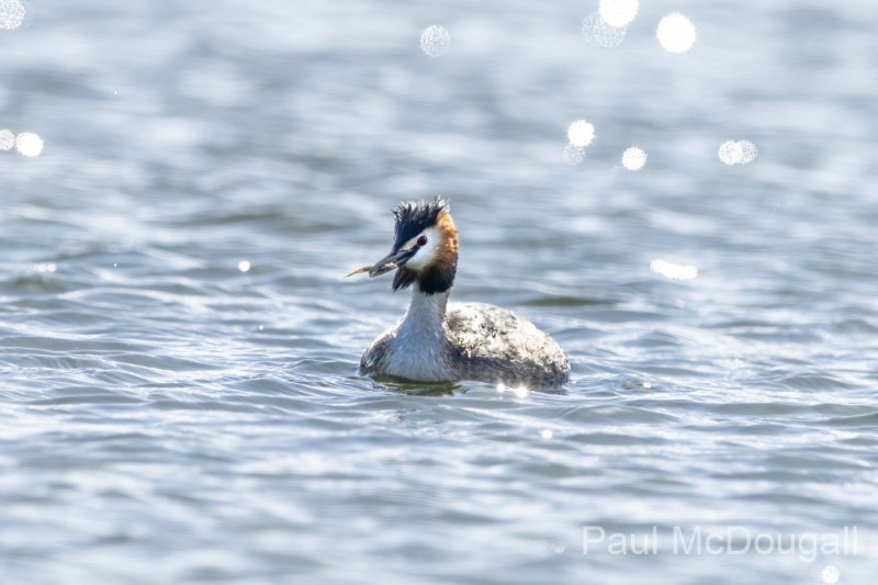 Wildlife Photography by Paul McDougall