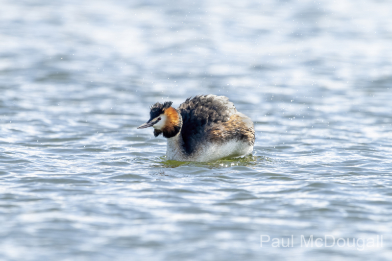 Wildlife Photography by Paul McDougall