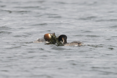 Wildlife Photography by Paul McDougall